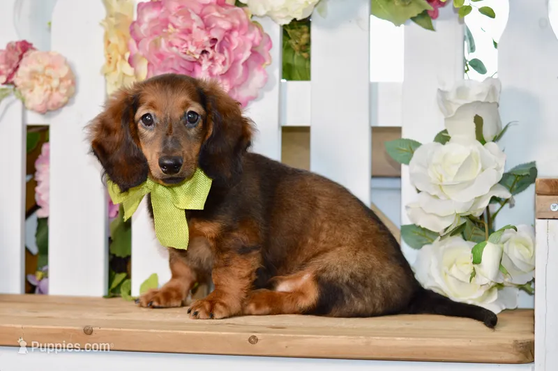 Aaron – Miniature Dachshund puppy for sale in Anderson, MO