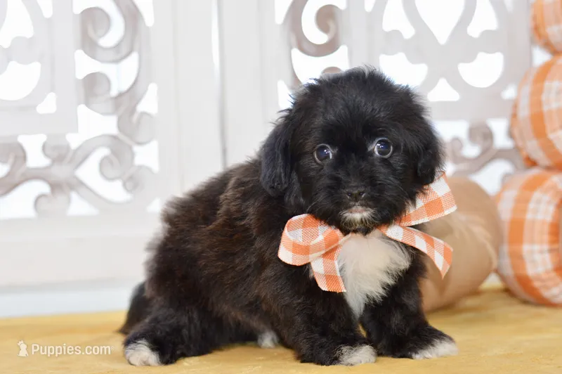 Polo – Shihpoo puppy for sale in Anderson, MO