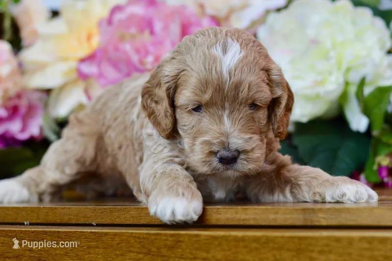 Tim – Cockapoo puppy for sale in Anderson, MO