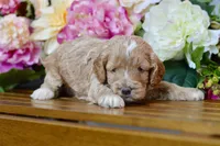 Tim, a male Cockapoo for sale in Anderson, MO – Photo 8 of 8