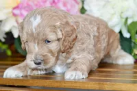 Tim, a male Cockapoo for sale in Anderson, MO – Photo 2 of 8