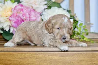 Tim, a male Cockapoo for sale in Anderson, MO – Photo 7 of 8