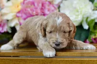 Tim, a male Cockapoo for sale in Anderson, MO – Photo 4 of 8