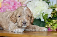 Tim, a male Cockapoo for sale in Anderson, MO – Photo 6 of 8