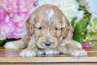Tim, a male Cockapoo for sale in Anderson, MO – Photo 3 of 8