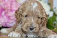 Tim, a male Cockapoo for sale in Anderson, MO – Photo 5 of 8