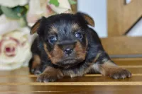 Aubrey, a female Silky Terrier for sale in Anderson, MO – Photo 2 of 8