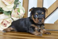 Aubrey, a female Silky Terrier for sale in Anderson, MO – Photo 7 of 8