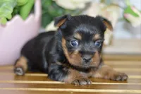 Aubrey, a female Silky Terrier for sale in Anderson, MO – Photo 6 of 8