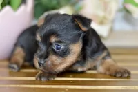 Aubrey, a female Silky Terrier for sale in Anderson, MO – Photo 3 of 8