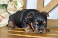 Aubrey, a female Silky Terrier for sale in Anderson, MO – Photo 5 of 8