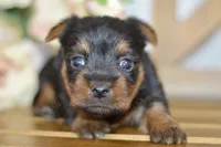 Aubrey, a female Silky Terrier for sale in Anderson, MO – Photo 8 of 8