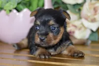 Aubrey, a female Silky Terrier for sale in Anderson, MO – Photo 1 of 8
