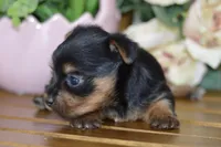 Aubrey, a female Silky Terrier for sale in Anderson, MO – Photo 4 of 8