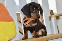 Sofie, a female Miniature Dachshund for sale in Anderson, MO – 3 of 8