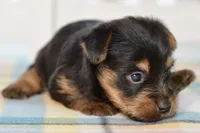 Frank, a male Silky Terrier for sale in Anderson, MO – 3 of 8