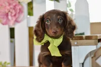 Osborn, a male Miniature Dachshund for sale in Anderson, MO – 6 of 7