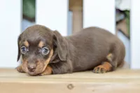 Haylee, a female Dachshund for sale in Anderson, MO – 8 of 8