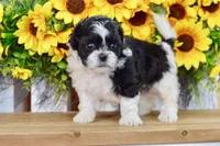 Karla, a female Shih Tzu for sale in Anderson, MO – 5 of 8