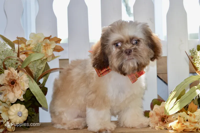 Brett – Shih Tzu puppy for sale in Anderson, MO