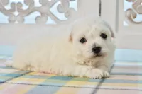 Gilbert, a male Bichon Frise for sale in Anderson, MO – 8 of 8