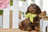 Osborn, a male Miniature Dachshund for sale in Anderson, MO – 2 of 7