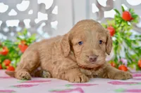 Jude, a male Miniature Goldendoodle for sale in Anderson, MO – 3 of 8