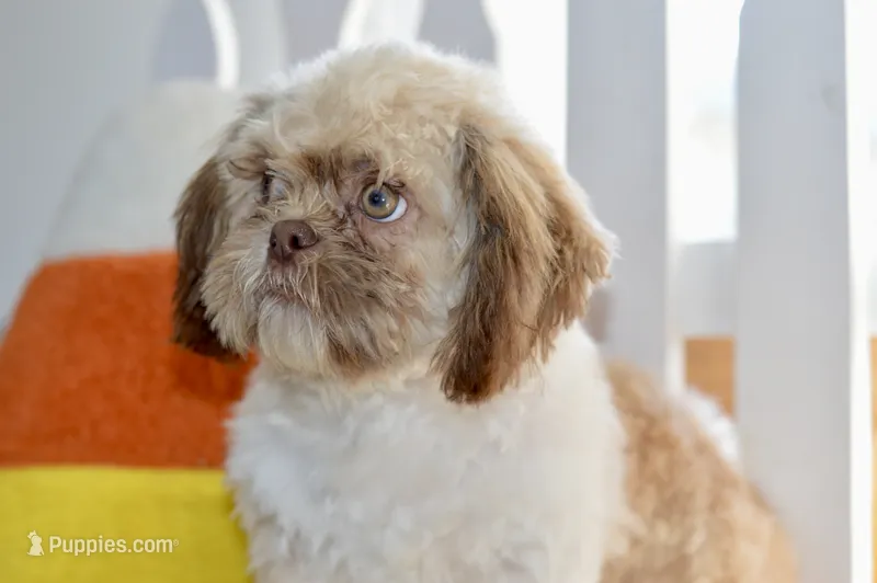 Brett – Shih Tzu puppy for sale in Anderson, MO