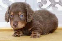 Thatcher, a male Dachshund for sale in Anderson, MO – 7 of 8