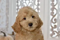 Jake, a male Miniature Goldendoodle for sale in Anderson, MO – 2 of 8