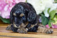Tori, a female Cockapoo for sale in Anderson, MO – Photo 3 of 8