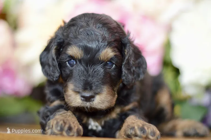 Tori – Cockapoo puppy for sale in Anderson, MO