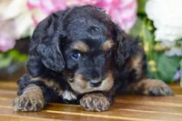 Tori, a female Cockapoo for sale in Anderson, MO – Photo 2 of 8