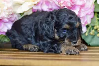 Tori, a female Cockapoo for sale in Anderson, MO – Photo 5 of 8