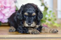 Tori, a female Cockapoo for sale in Anderson, MO – Photo 8 of 8