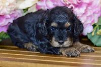 Tori, a female Cockapoo for sale in Anderson, MO – Photo 6 of 8