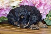Tori, a female Cockapoo for sale in Anderson, MO – Photo 4 of 8