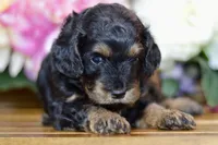 Tori, a female Cockapoo for sale in Anderson, MO – Photo 7 of 8