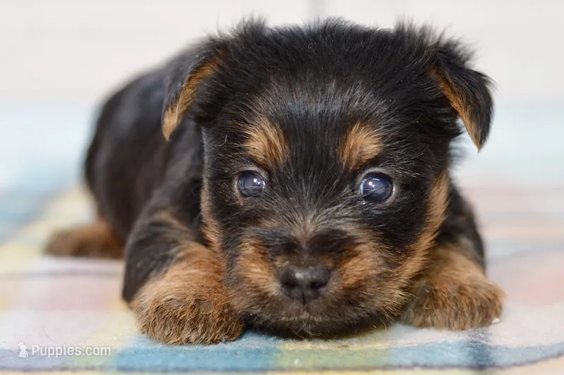 Fern – Silky Terrier puppy for sale in Anderson, MO