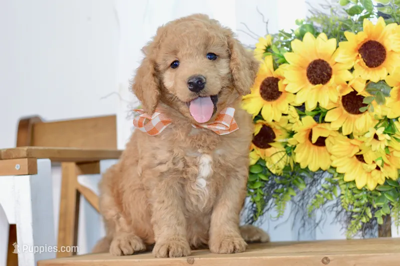 Jayce – Miniature Goldendoodle puppy for sale in Anderson, MO