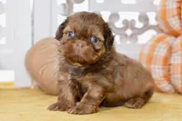 Winston, a male Shih Tzu for sale in Anderson, MO – 7 of 8