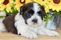 Kiara, a female Shih Tzu for sale in Anderson, MO – 5 of 8