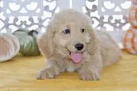 Jay, a male Miniature Goldendoodle for sale in Anderson, MO – 6 of 8