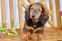Aaron, a male Miniature Dachshund for sale in Anderson, MO – 8 of 8