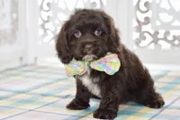 Claudia, a female Cockapoo for sale in Anderson, MO – 7 of 8