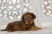 Darla, a female Miniature Dachshund for sale in Anderson, MO – 7 of 8