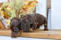 Carter, a male Miniature Dachshund for sale in Anderson, MO – 2 of 8