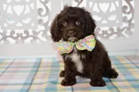 Claudia, a female Cockapoo for sale in Anderson, MO – 3 of 8