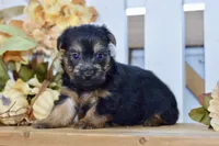 Emilio, a male Silky Terrier for sale in Anderson, MO – 6 of 8