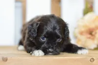 Polo, a female Shihpoo for sale in Anderson, MO – 7 of 8